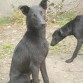 Después de un baño.
Aquí Bongo al frente y Duque al fondo.
Ambos empapados porque acabo de bañarlos con un buen champú. Es verano.